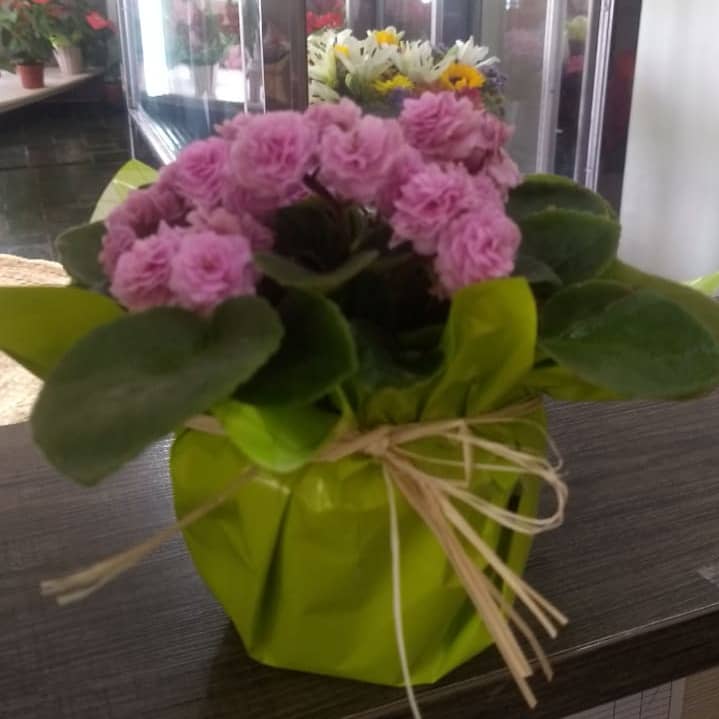 Floricultura Campo Grande: Flores Online em MS | Isabela Flores